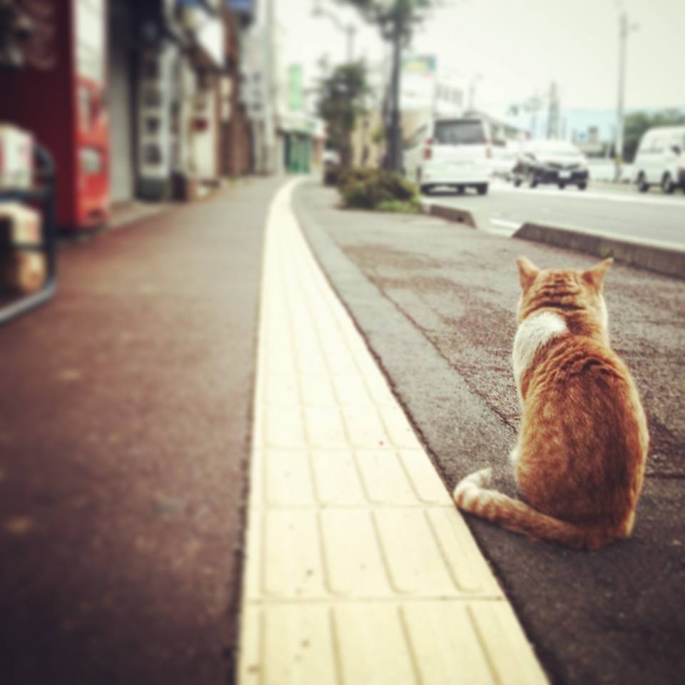 松本駅より徒歩3分の八百屋さんではたらく猫を見つけた話