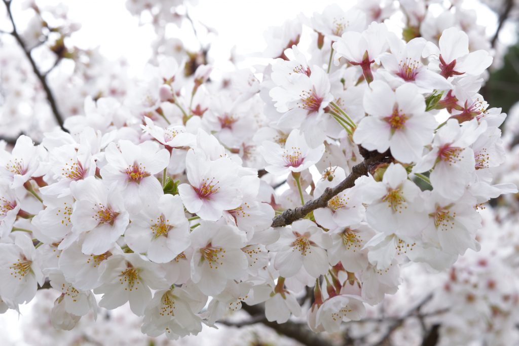 【レポート】クラウドットのお花見しました。